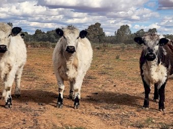 Registered Speckle Cows & Heifers 