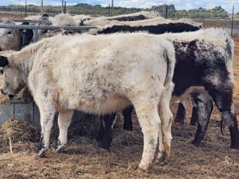 Registered Speckle Cows & Heifers 