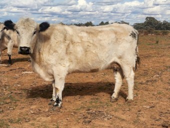 Registered Speckle Cows & Heifers 