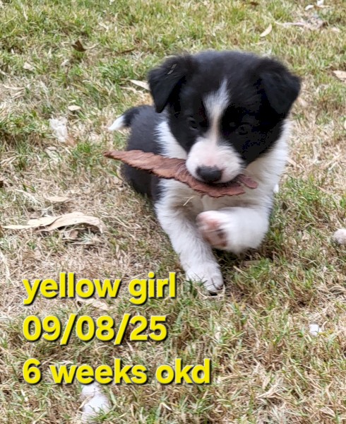 3 x Border Collie Puppies