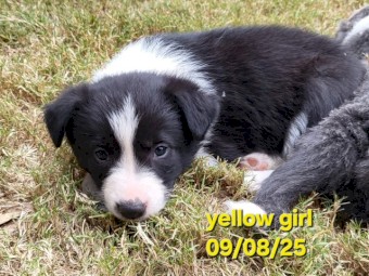 3 x Border Collie Puppies