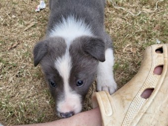 3 x Border Collie Puppies