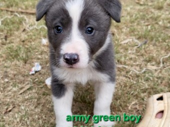 3 x Border Collie Puppies