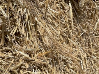 180mt Barley Straw 8x4x3 Bales