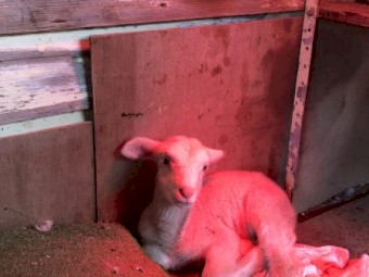 Permanent Care Offered for Orphaned Lamb Livestock, Not for Profit Livestock Sanctuary