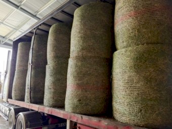 Lucerne Hay (4x4 - Round Bales)