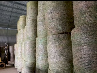 Lucerne Hay (4x4 - Round Bales)