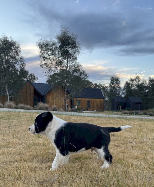 1 LEFT - Working dog Border Collie pups 