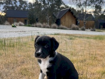 1 LEFT - Working dog Border Collie pups 