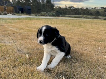 1 LEFT - Working dog Border Collie pups 