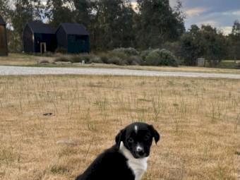 1 LEFT - Working dog Border Collie pups 