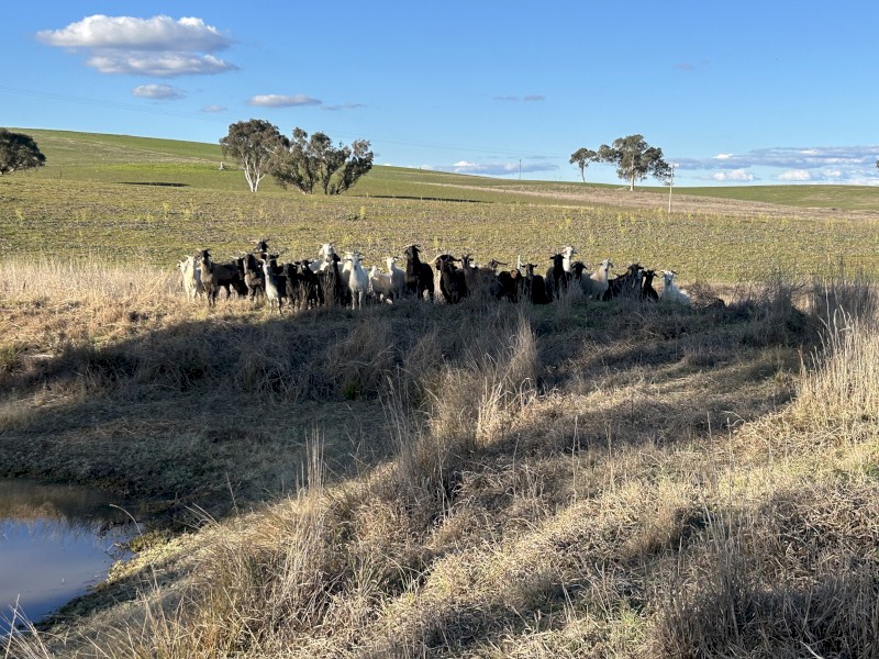 Rangeland goats
