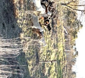 Rangeland goats