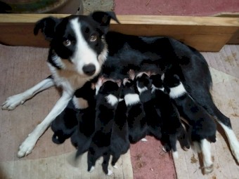 Border Collie Puppies 