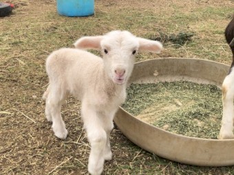 Permanent Care Offered for Orphaned Lamb Livestock, Not for Profit Livestock Sanctuary