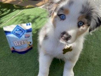 Australian shepherd puppies 