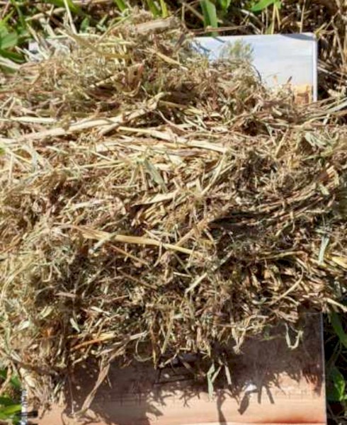 Pasture Jarra Grass (SA Only)