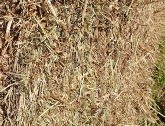 Pasture Jarra Grass (SA Only)