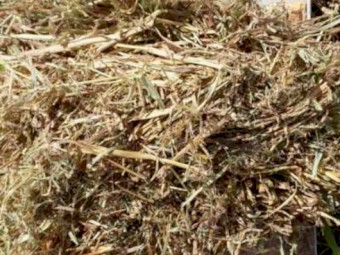 Pasture Jarra Grass (SA Only)