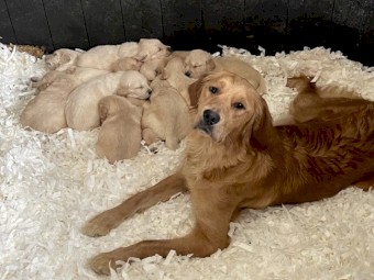Purebred Golden Retriever Puppies 