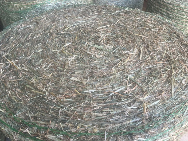 Beardless Mobey Barley