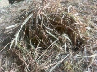 Beardless Mobey Barley