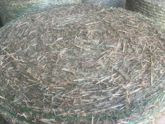 Beardless Mobey Barley