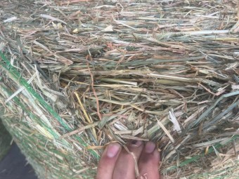 Beardless Mobey Barley