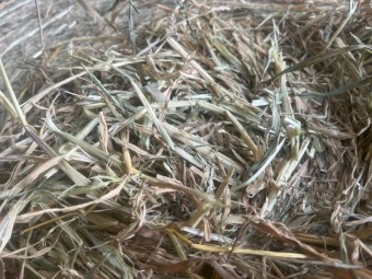 Beardless Mobey Barley