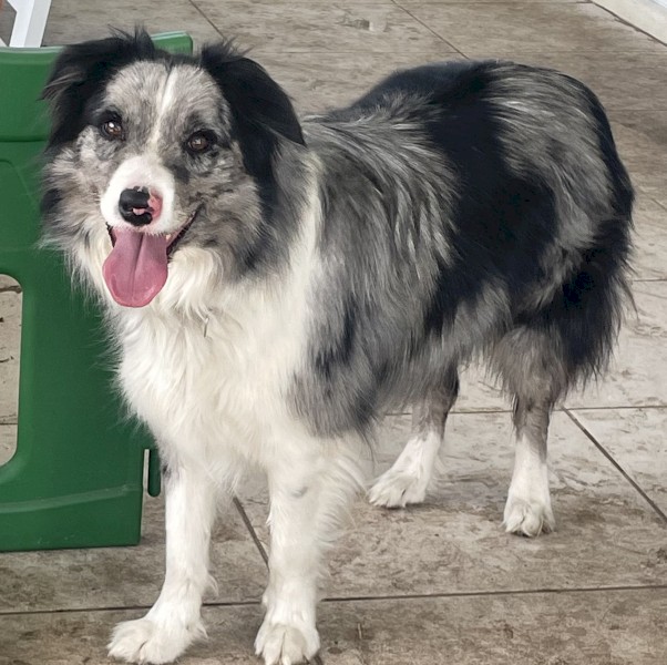 Border Collie – Grey Merle, Female (desexed) , 3.5 Years Old