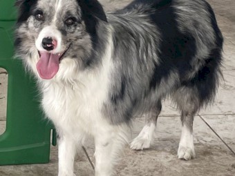 Border Collie – Grey Merle, Female (desexed) , 3.5 Years Old