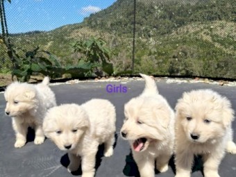 Maremma Puppies