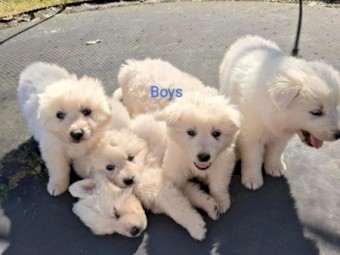 Maremma Puppies