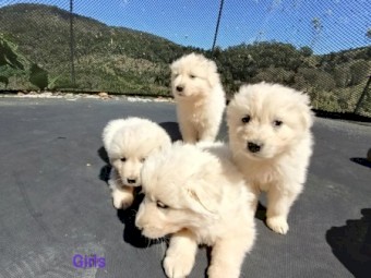 Maremma Puppies
