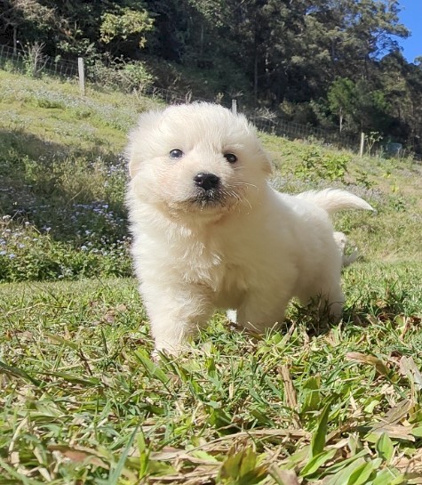 Maremma Puppies