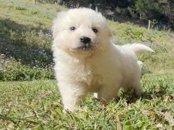 Maremma Puppies
