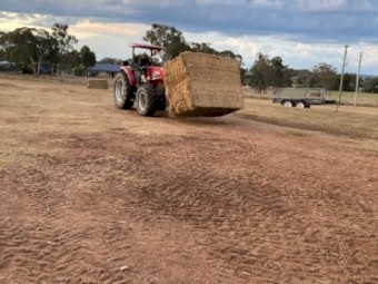 8^4^3 Cavalcade Legume horse Quality  shed-ed hay