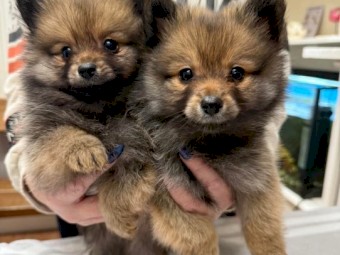 Male Pomeranian puppies 