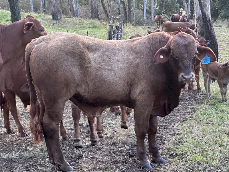 Droughtmaster Bull - Bear