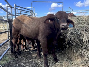 Droughtmaster Bull - Bear