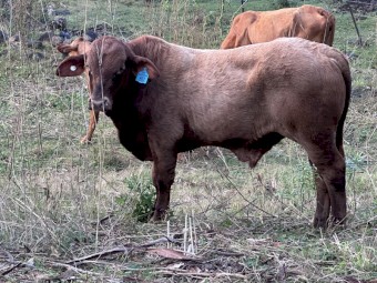 Droughtmaster Bull - Bear