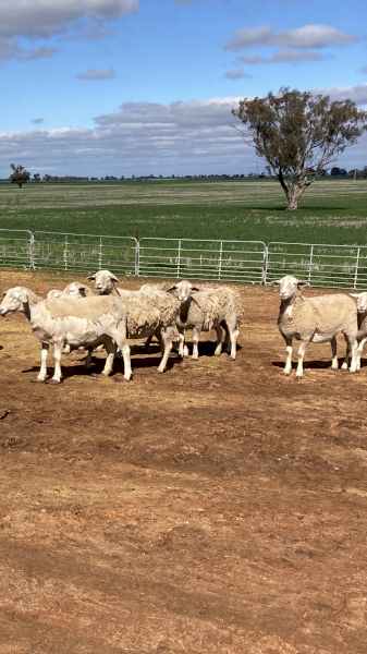 White dorper ewes