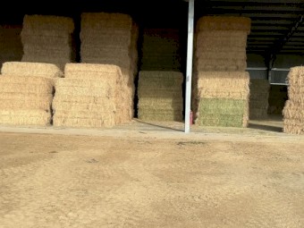 200mt Lucerne Hay 8x4x2 Bales