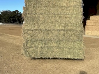 200mt Lucerne Hay 8x4x2 Bales