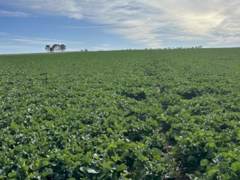 WANTED Lease Cropping Land