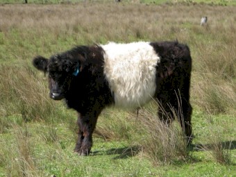 Belted Galloway weaner steers