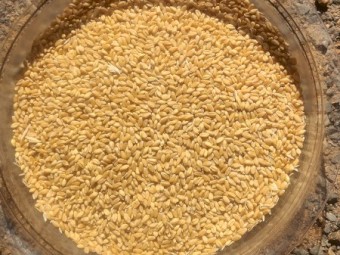 70mt Feed Wheat
