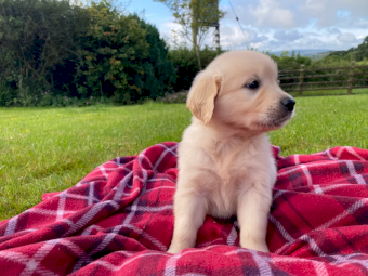 Golden Retriever Puppies for sale