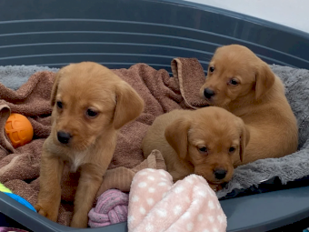 Registered Labrador Retriever Puppies