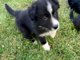 Border Collie Puppies for sale